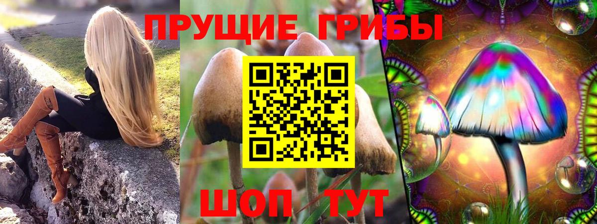 Галлюциногенные грибы Psilocybine cubensis Пугачёв